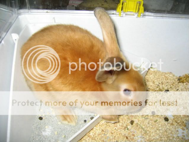 Pricilla-1.jpg