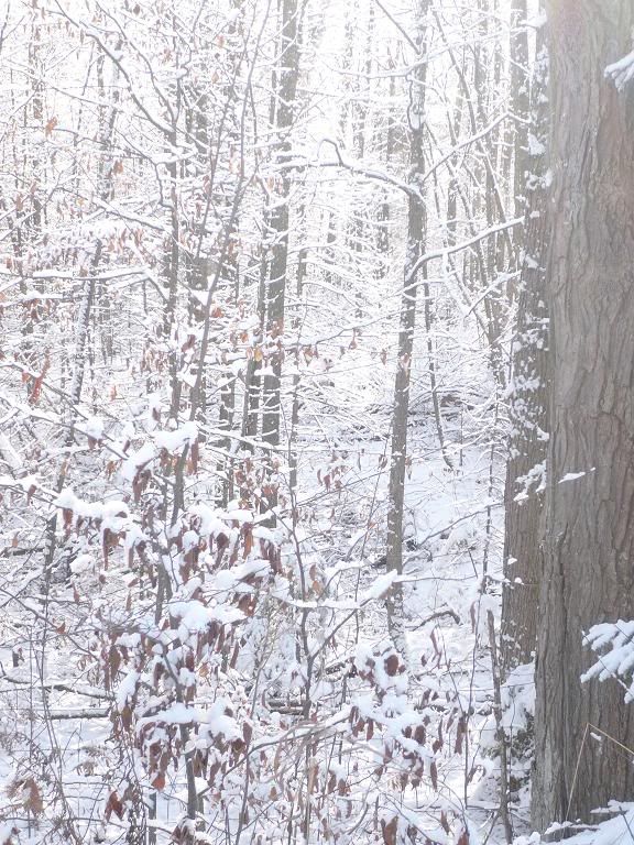 snowyforest.jpg