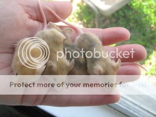 IMG_4676.jpg