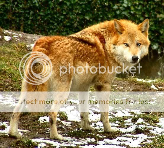 redwolf.jpg