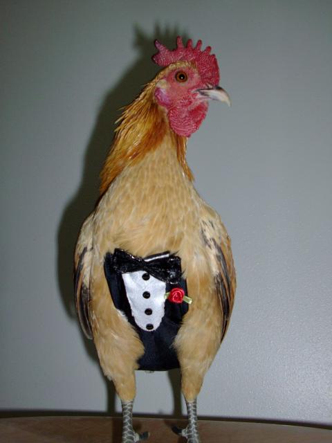 chickentux.jpg