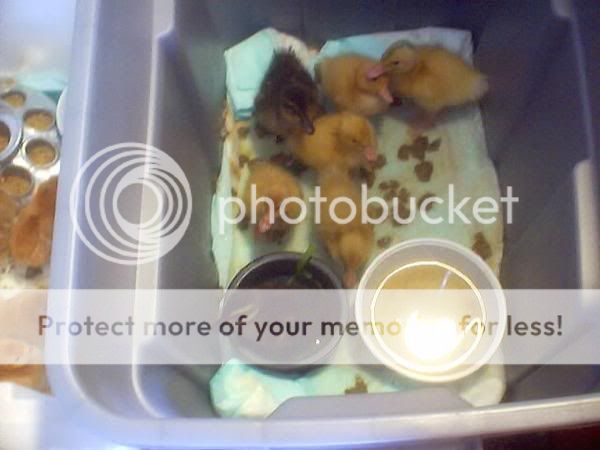 1stDucklings.jpg
