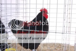 ChickensNovember2009058.jpg