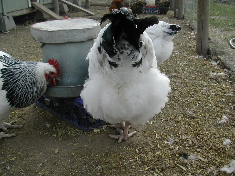 DSCN4207.jpg