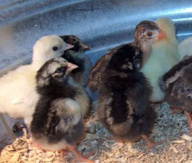turkeys009.jpg