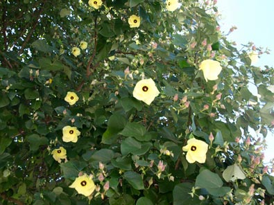 Fau_6050036RW.jpg