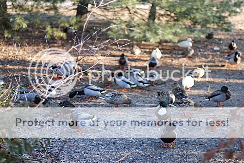 2711ParkDucks.jpg