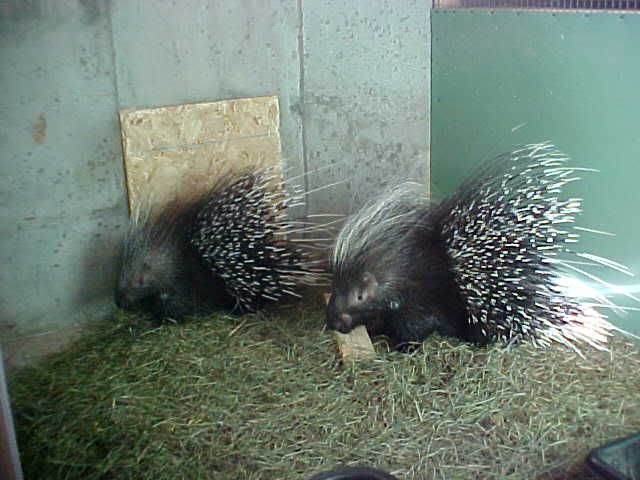 AfricanPorcupines.jpg