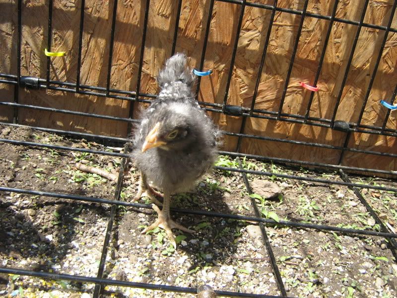 Chicks3Weeks048.jpg