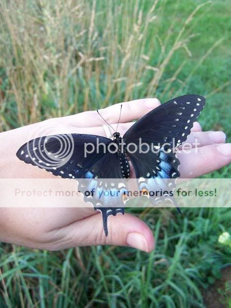 butterflyid.jpg