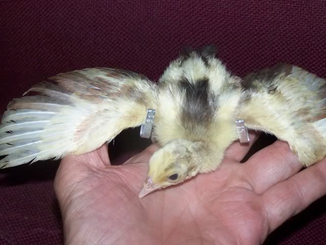 peachicks035.jpg
