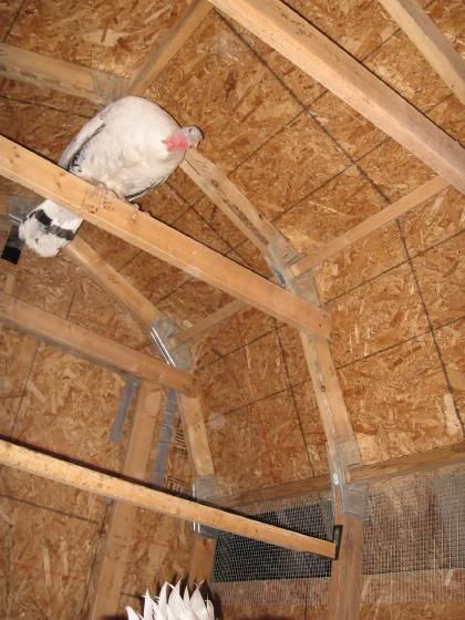 misshissRoost0307.jpg