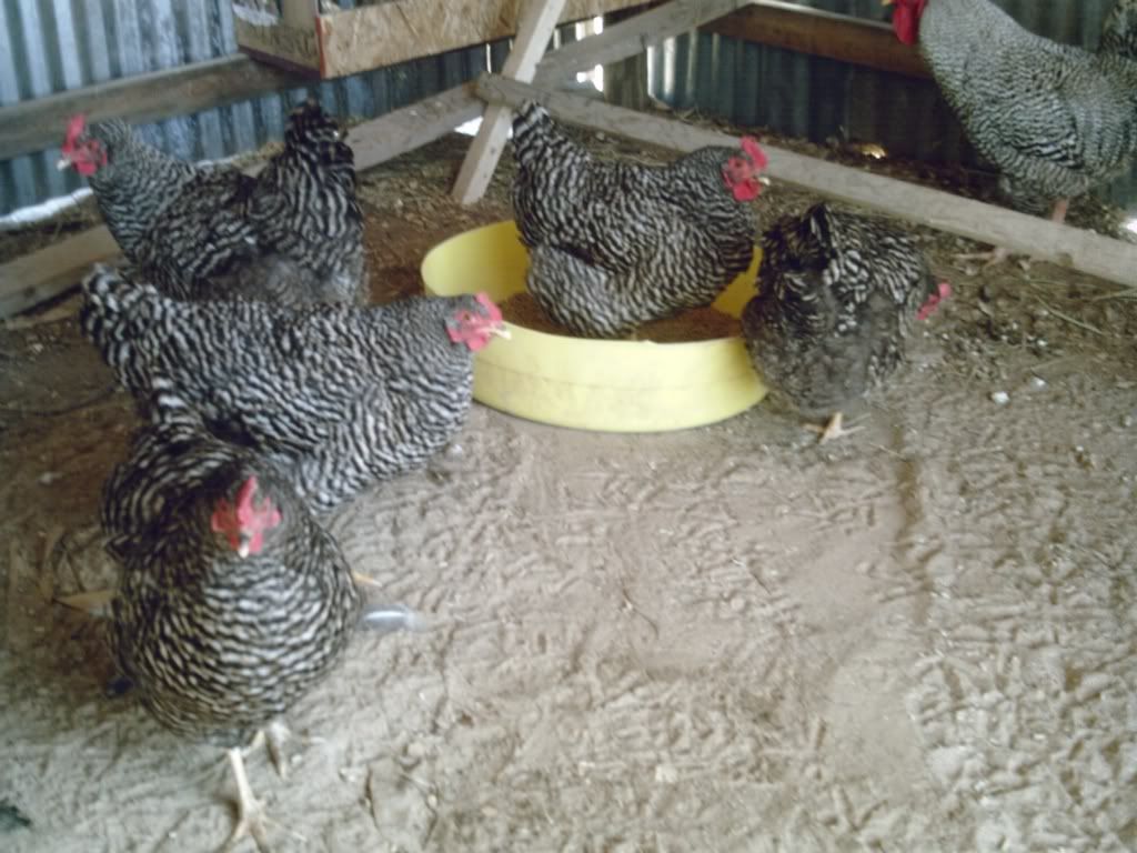BarredRockhens.jpg