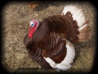 BourbonRedandAlainacandles049.jpg