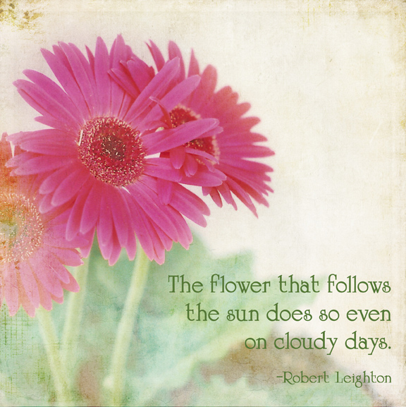 pink-daisies-flower-quote.jpg