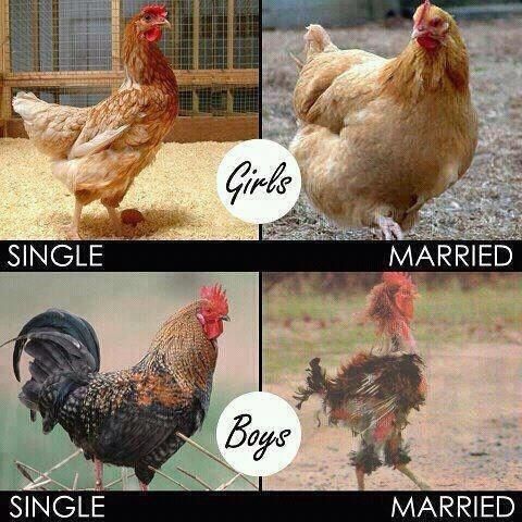900x900px-LL-b7851a01_SinglevsMarried.jpeg