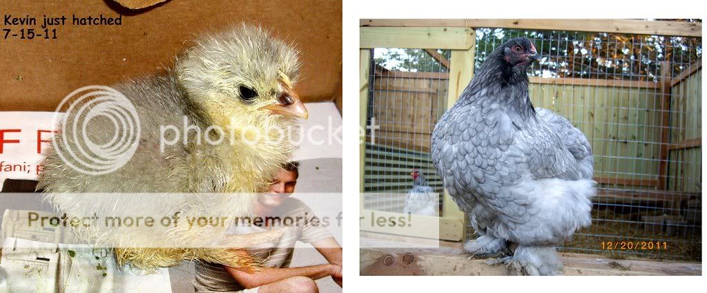 Kevins.jpg