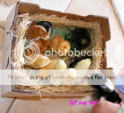 chickbox.jpg