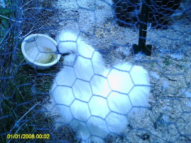 PICT00015.jpg