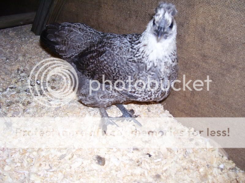 Chicks030-1.jpg