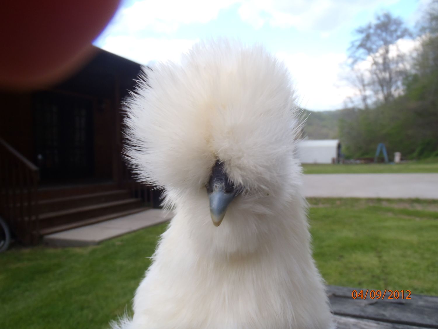 e9746034_Chicks353.jpeg