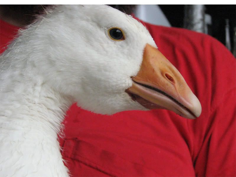 goose-neck3.jpg