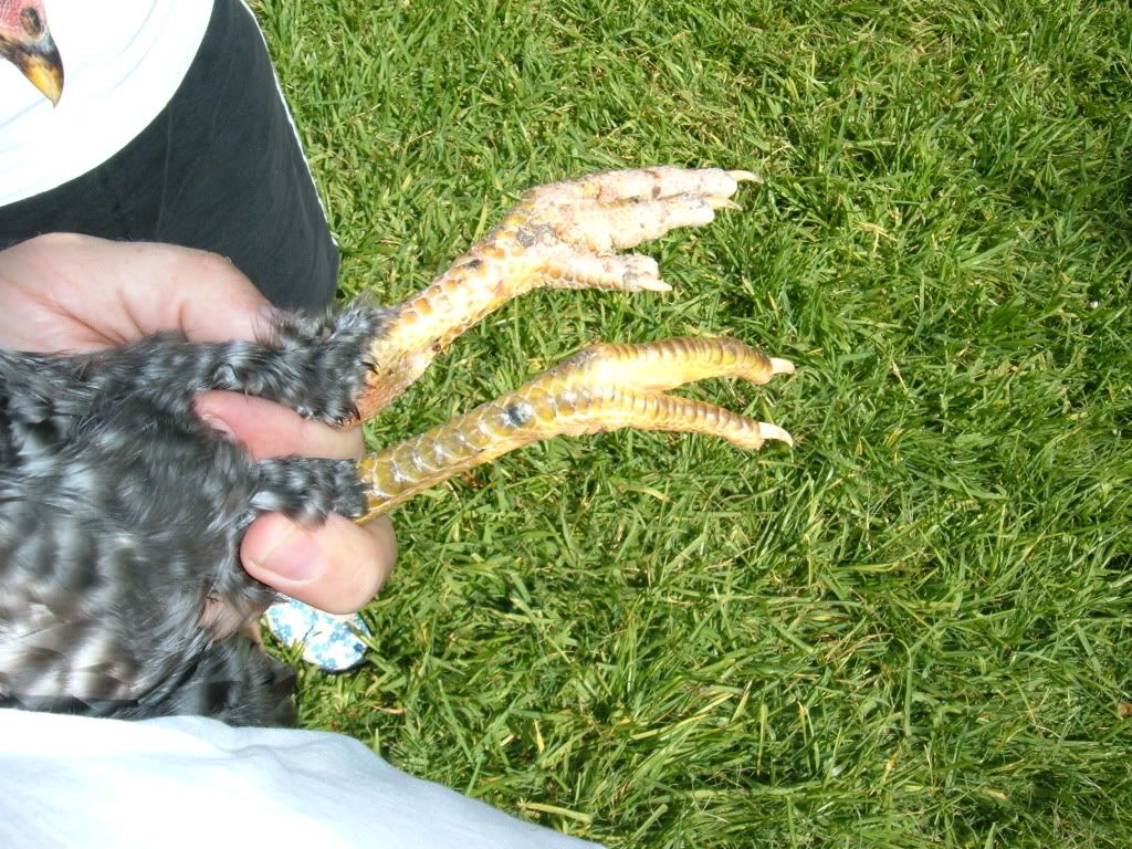 DSCF2185.jpg