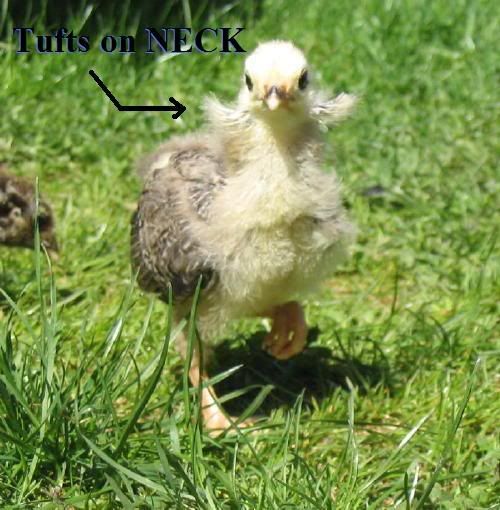 Tufted.jpg