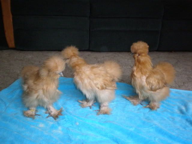 P1080100.jpg