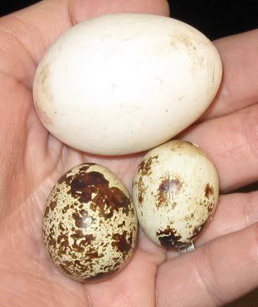 firstquaileggs.jpg