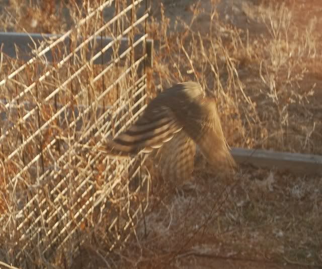 kestral014.jpg