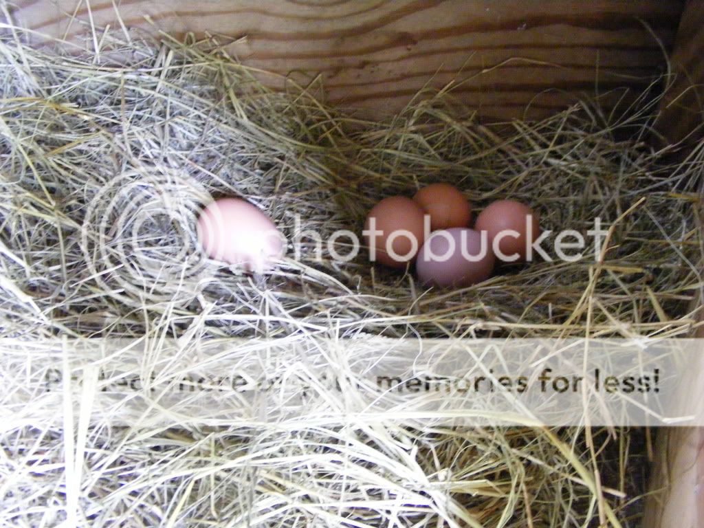 2009_0927chicks0003.jpg