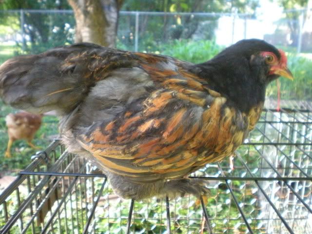 DSCN0647.jpg