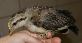 bbrcockerel.jpg