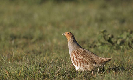 GreyPartridge.jpg