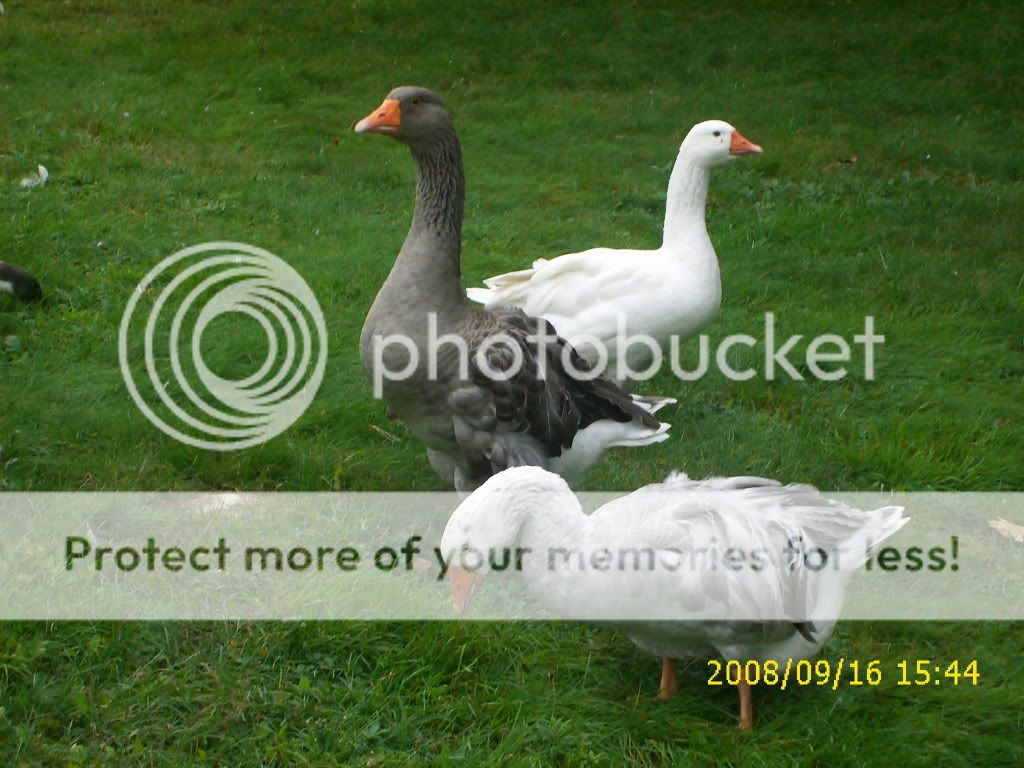 goslings193.jpg