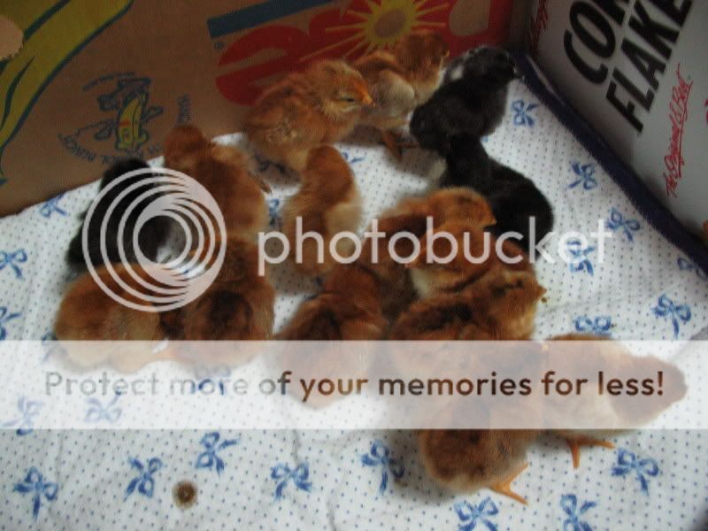 Chicks180.jpg