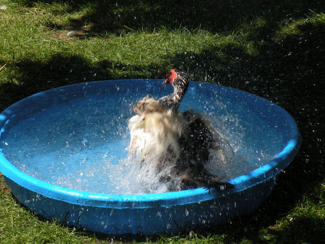 DSCN3556.JPG