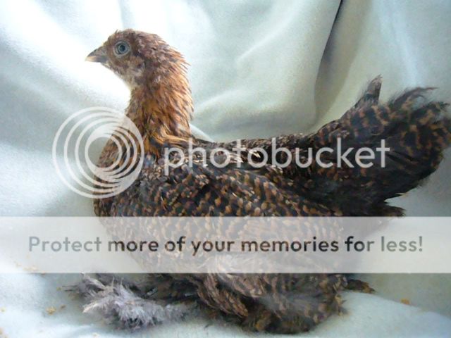 Week6017-1.jpg