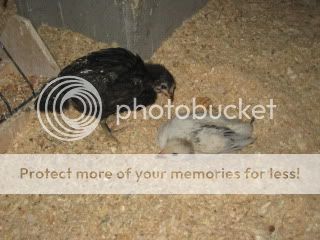 IMG_4457.jpg