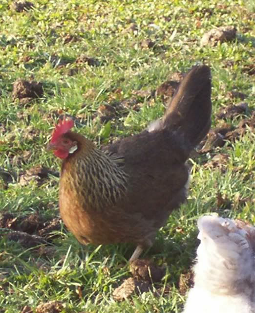 LeghornBrown_Hen_20081127b.jpg
