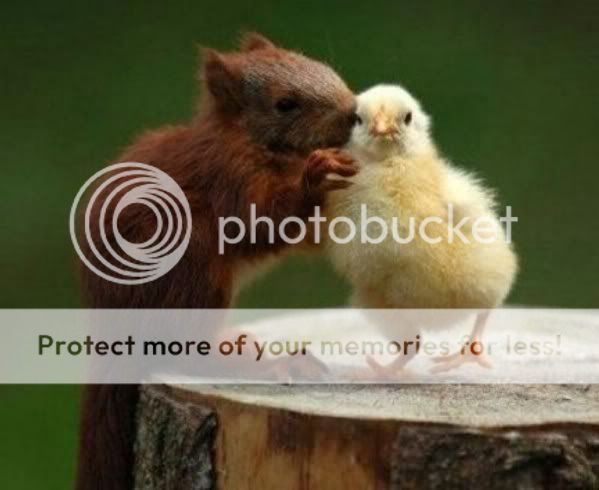 squirrel08.jpg