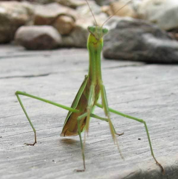 PrayingMantis0908.jpg