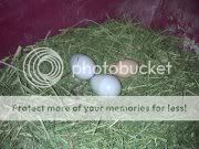 Henrisfirstegg08072011.jpg