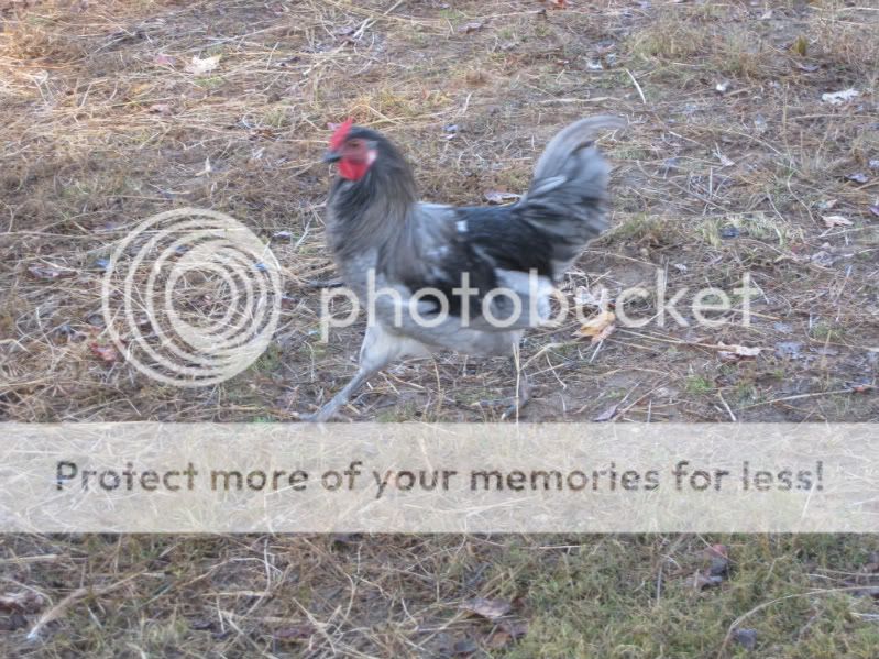 BlueHamburgRooster-1.jpg