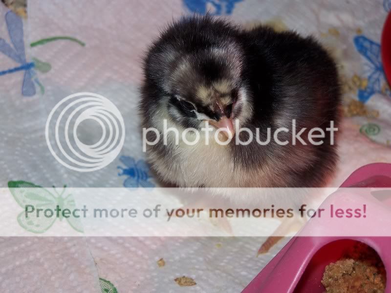 Chicksman010.jpg