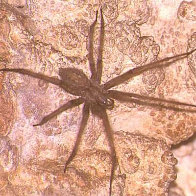 Tegenaria_parietina2.jpg