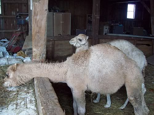 bcamels2.jpg