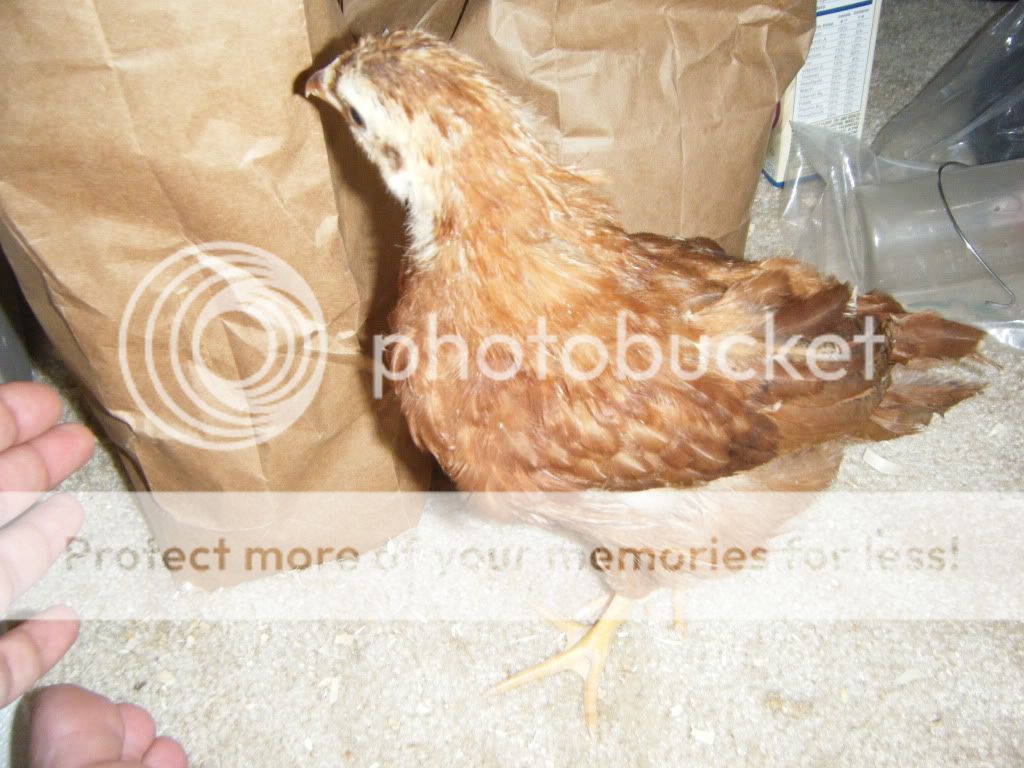 DSCF4746.jpg