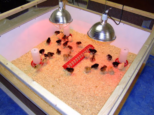 Brooder1.jpg